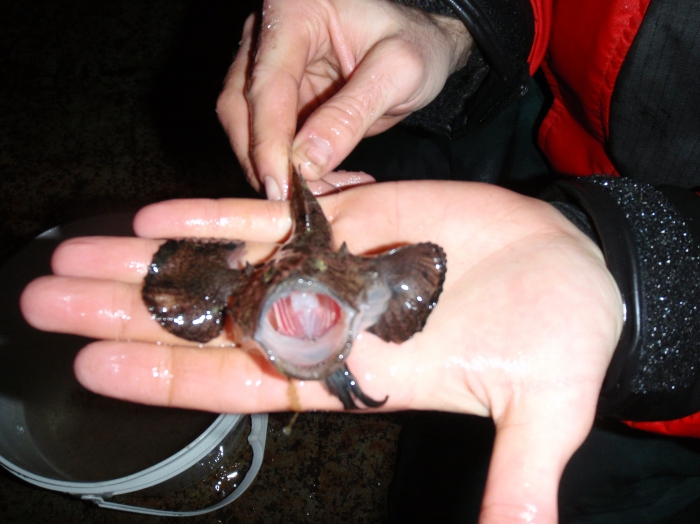Lophius americanus Lophius americanus