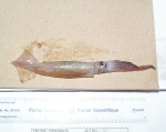 Molluscs