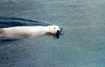 Polar bear, author: Fisheries and Oceans Canada