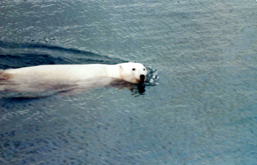 Polar bear