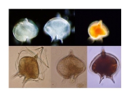 Protoperidinium depressum