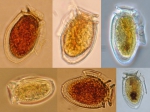 Dinoflagellates
