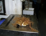 Molluscs