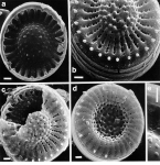 Lake Winnipeg phytoplankton plates