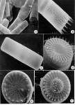 Macroalgae