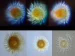 Phytoplankton