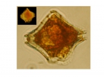 Phytoplankton