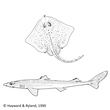 Elasmobranchii