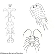 Isopoda