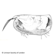 Ostracoda