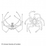 Chelicerata (sea spiders & mites)