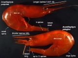 Acanthephyra, author: Fisheries and Oceans Canada, Kevin MacIsaac