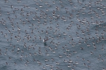 Marine birds