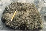 Dreissena polymorpha, author: Fisheries and Oceans Canada