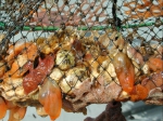 Ciona intestinalis, author: Kennedy, Mary