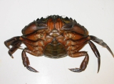 Carcinus maenas, author: Fisheries and Oceans Canada