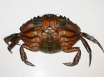 Crabs