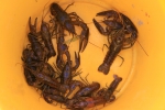 Orconectes rusticus - rusty crayfish