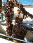 Aquatic Invasive Species