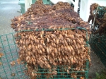 Styela clava, author: Fisheries and Oceans Canada