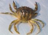 Carcinus maenas, author: Fisheries and Oceans Canada