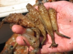 Aquatic Invasive Species