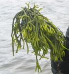 Macroalgae