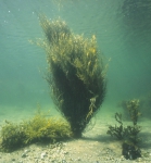 ascophyllum, author: Fisheries and Oceans Canada