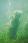 Macroalgae