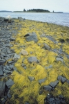 Phaeophyceae