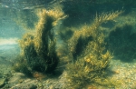 Phaeophyceae