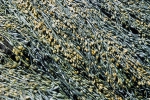 Phaeophyceae