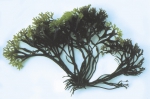 Macroalgae