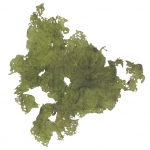 Macroalgae