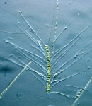 Diatoms