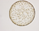 Macroalgae
