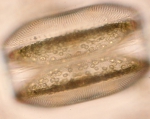 Diatoms