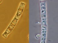 Detonula confervacea