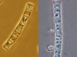 Diatoms