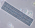 Macroalgae