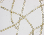 Macroalgae