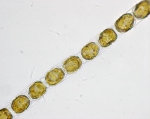Diatoms
