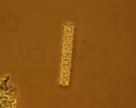 Macroalgae