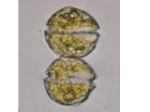 Dinoflagellates