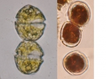 Dinoflagellates