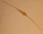 Dinoflagellates