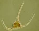 Phytoplankton