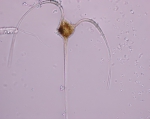 Phytoplankton