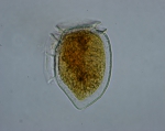 Dinoflagellates