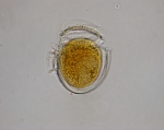 Dinoflagellates